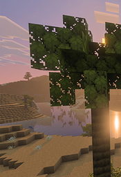 Palm Tree