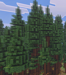 Redwood Tree